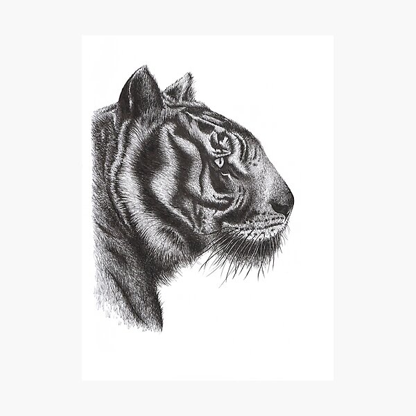 Bengal Tiger - Signed Fine Art Print - inkart