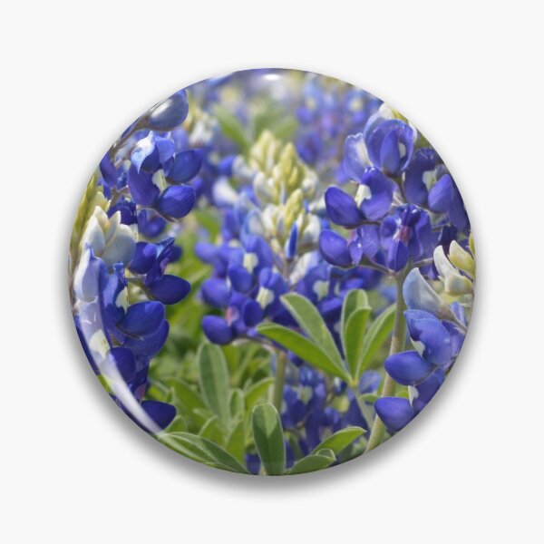 Bluebonnets Pin