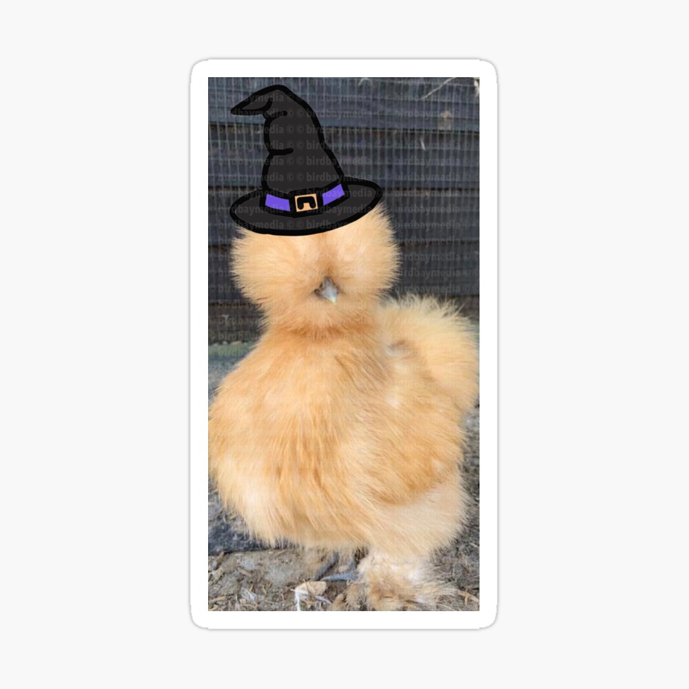 chickens witch it