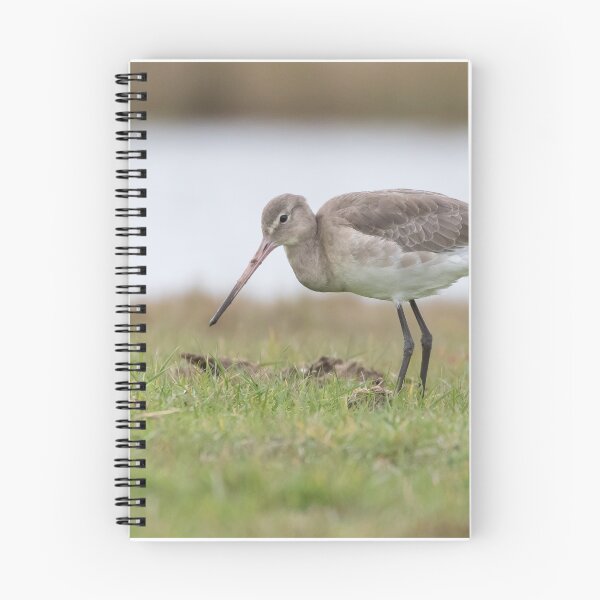 Item preview, Black Tailed Godwit designed and sold by LaurenTucker.