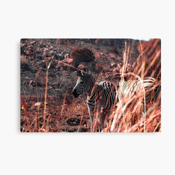 Elegance, nature (zebra) Canvas Print