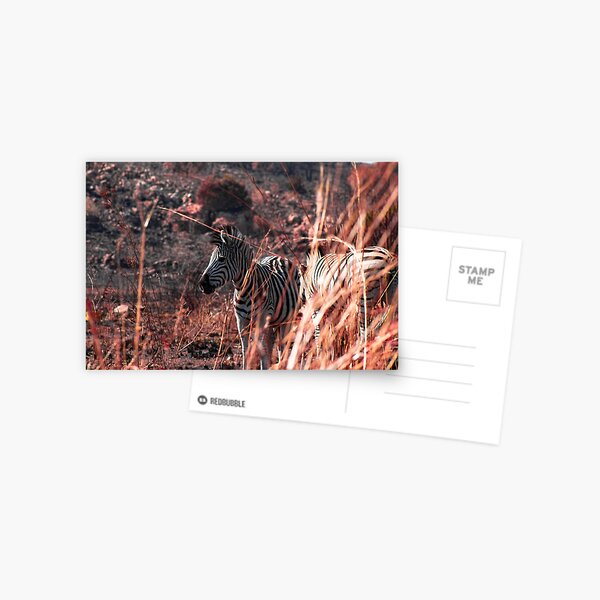 Elegance, nature (zebra) Postcard