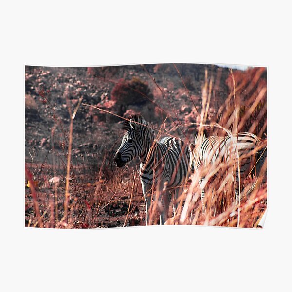 Elegance, nature (zebra) Poster