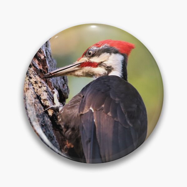 Item preview, An Industrious Male Pileated Woodpecker designed and sold by walkswithnature.