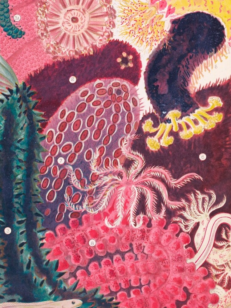 Thumbnail 4 von 4, iPhone-Hülle, Seegurke Trepang Vintage Sea Life Illustration designt und verkauft von VintageArchive.