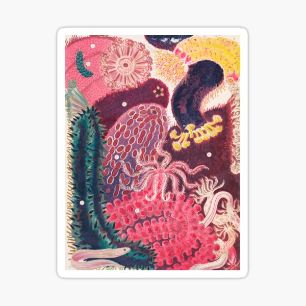 Artikel-Vorschau von Seegurke Trepang Vintage Sea Life Illustration, designt und verkauft von VintageArchive.