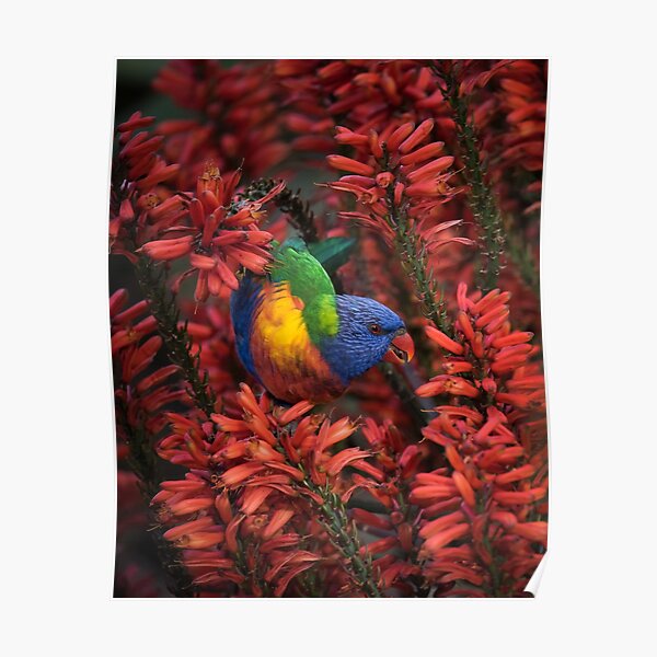 Rainbow Lorikeet in Red Flowering Aloe Poster
