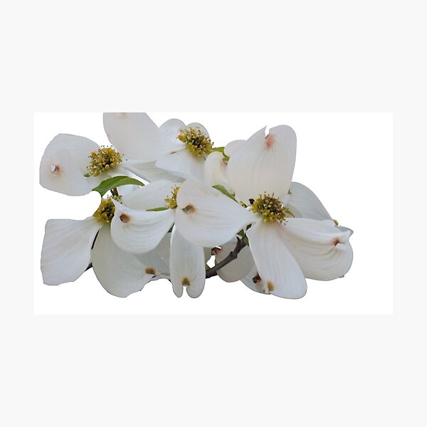 Item preview, White Dogwood Flowers designed and sold by Lians.