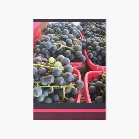 Purple Grapes with Pink Stripes, Colorful Nature Photography by Courtney Hatcher Art Board Print