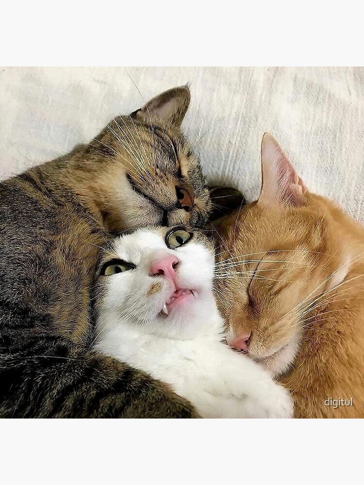 Cats cuddling funny\