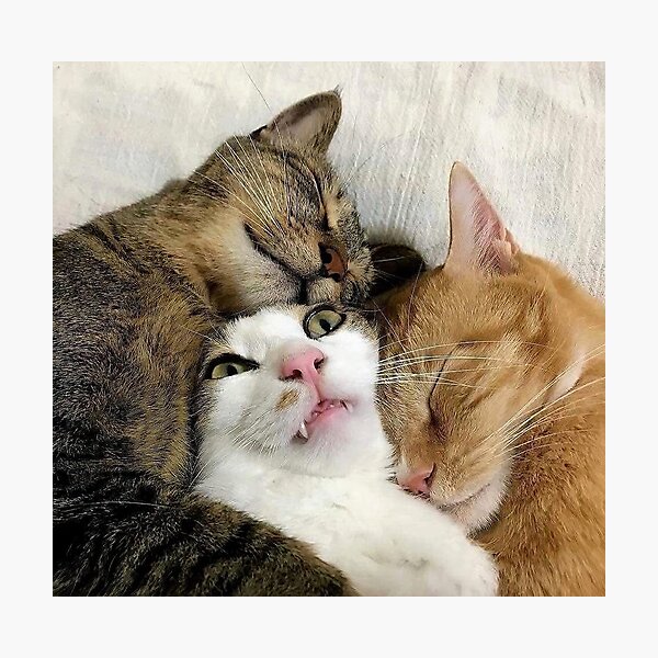 Cats cuddling funny Photographic Print