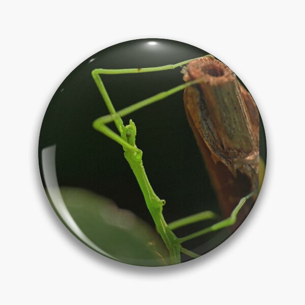 Item preview, very rare insect :(1) Baby phasme 4mm and neon green by Olao-Olavia / Okaio Créations 2015 by fz 1000  400.000 photos  framings different picture on request on each support designed and sold by o.okaïo.