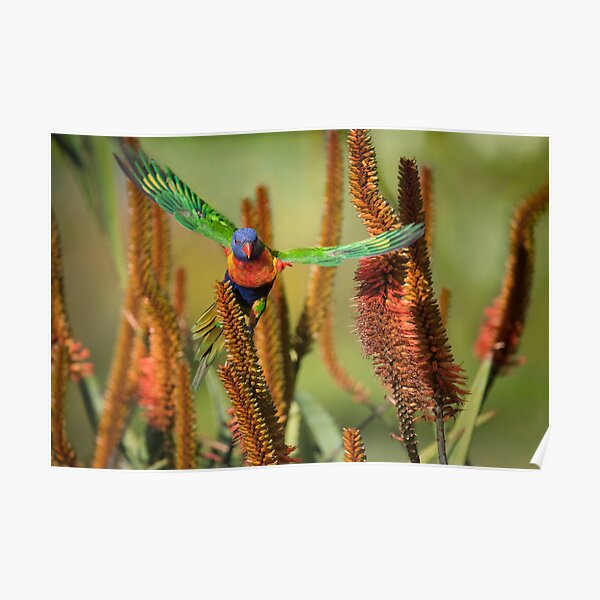 Rainbow Lorikeet Taking Flight Off Aloe Flowers Poster