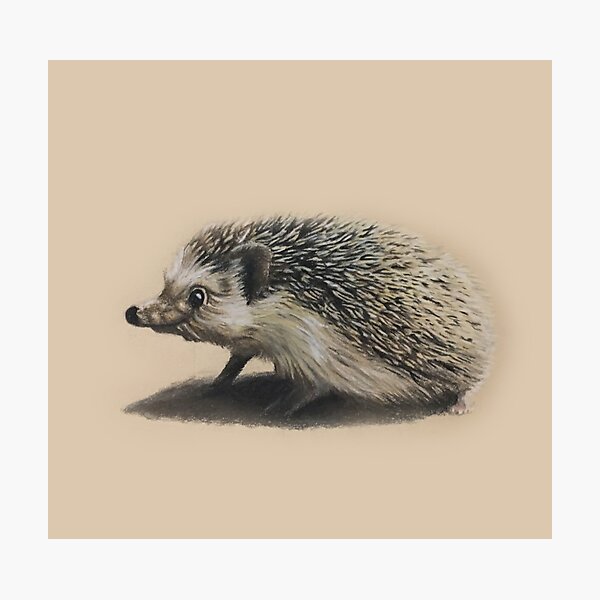 Charlie the Hedghog Photographic Print