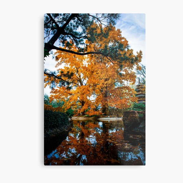 Japanese Tree Changing During Autumn Metal Print