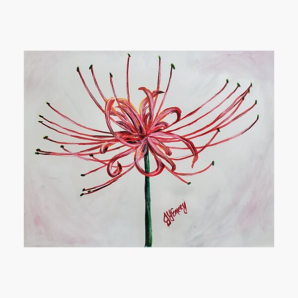 Red Spider Lily Photographic Prints Redbubble