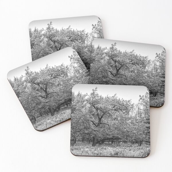 Item preview, Bur Oak in black and white illustration designed and sold by CanadianWild418.