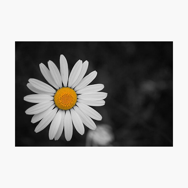 Daisy Photographic Print