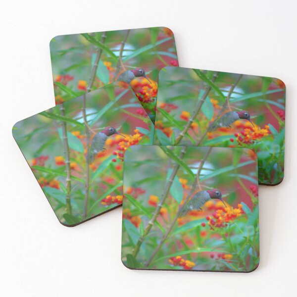 Item preview, Male Anna's Hummingbird and Milkweed designed and sold by K D Graves Photography.