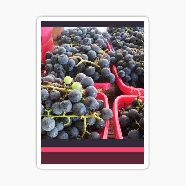 Purple Grapes with Pink Stripes, Colorful Nature Photography by Courtney Hatcher Sticker