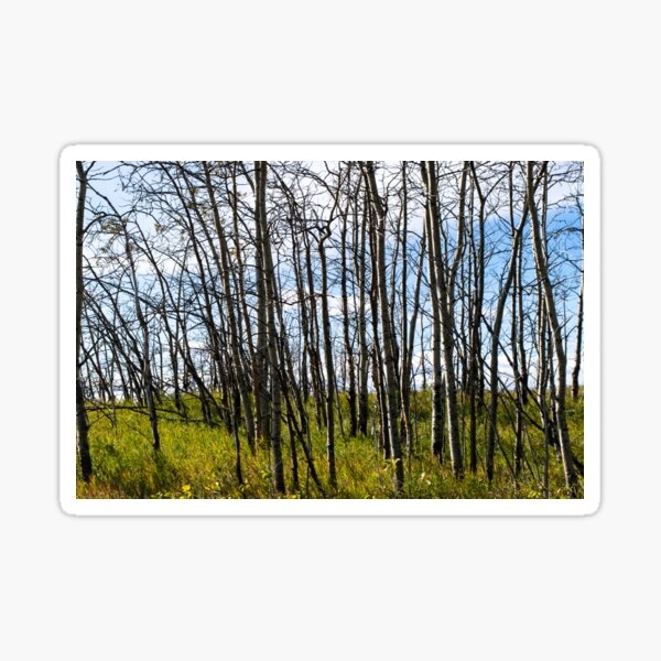 Item preview, Foothill scenes designed and sold by CanadianWild418.