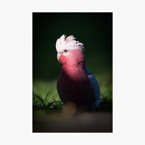 Spotlit Galah Photographic Print