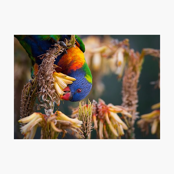 Rainbow Lorikeet Foraging in Yellow Aloe Flowers Photographic Print