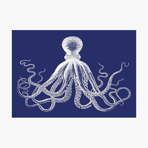 Octopus | Vintage Octopus | Tentacles | Sea Creatures | Nautical | Ocean | Sea | Beach | Navy Blue and White | Photographic Print