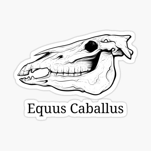 Item preview, Horse skull - equine anatomy - vet student design. designed and sold by HaychGee.