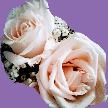 Artwork thumbnail, Two Ivory Roses by EnticingRose