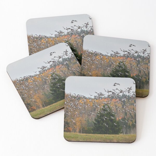 Item preview, All the birds taken off..Barnacle geese designed and sold by Jouko Lehto Photography.