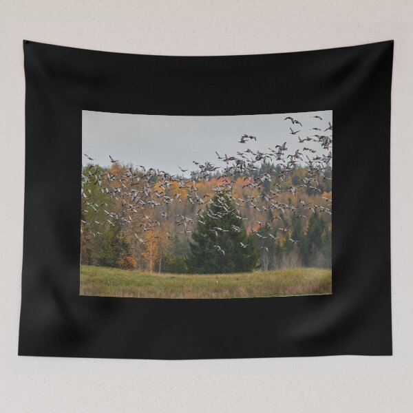 Item preview, All the birds taken off..Barnacle geese designed and sold by Jouko Lehto Photography.
