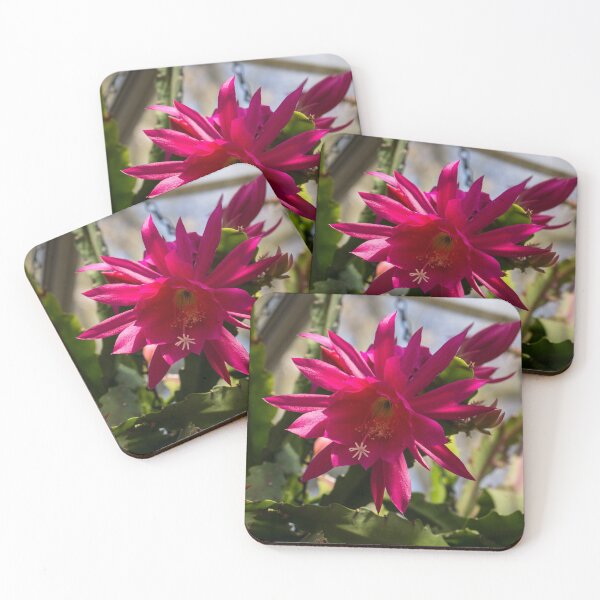 Item preview, Vivacious Christmas Cactus Bloom designed and sold by Georgia Mizuleva.