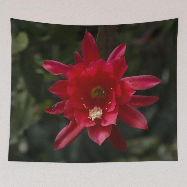 Item preview, One Very Red Orchid Cactus Bloom - Delicate, Luminous and Elegant designed and sold by Georgia Mizuleva.