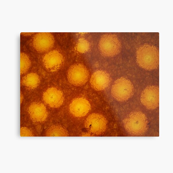 Lobster mushroom under the microscope, transmitted light Metal Print