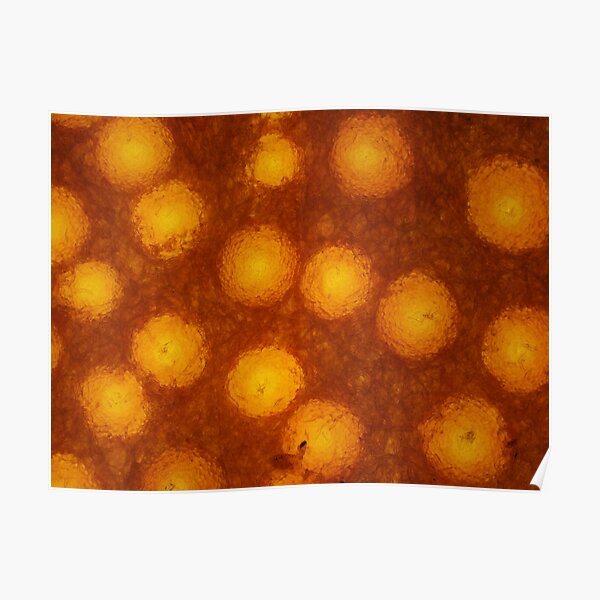 Lobster mushroom under the microscope, transmitted light Poster