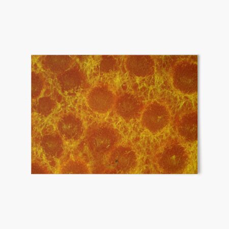 Lobster mushroom under the microscope, reflected light Art Board Print