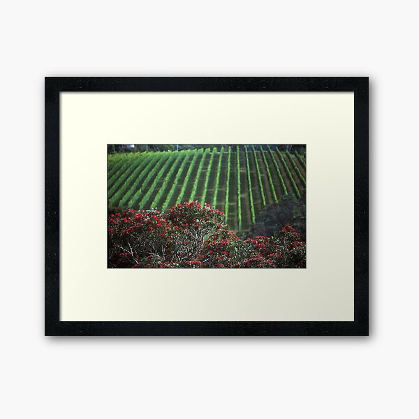 "Waiheke merveilleux" - Waiheke Vineyard Impression encadrée
