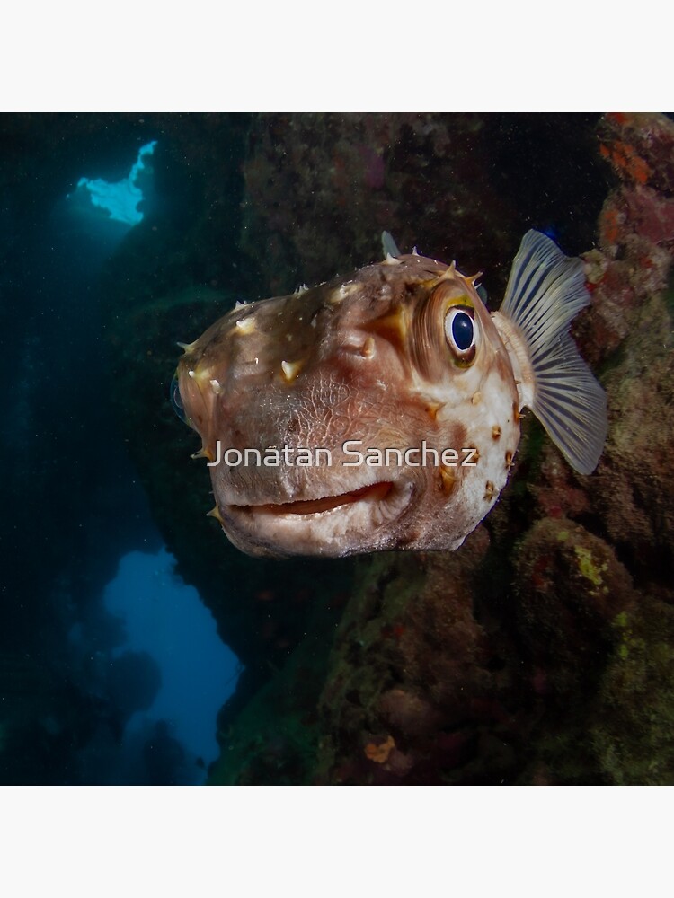Porcupine puffer fish face off | Poster