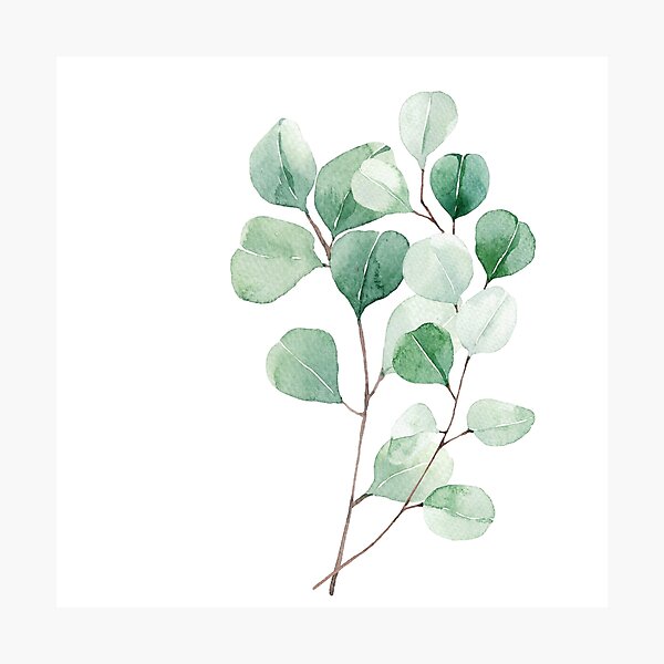 Eucalyptus in watercolor print Photographic Print