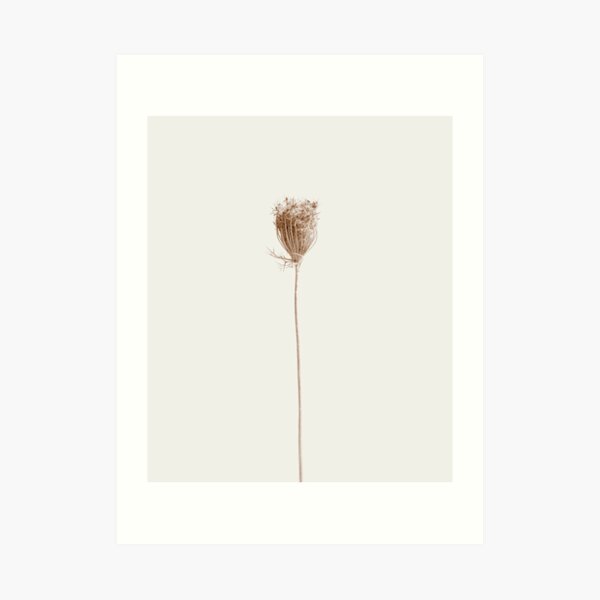 Queen Anne's lace, dry plant Art Print