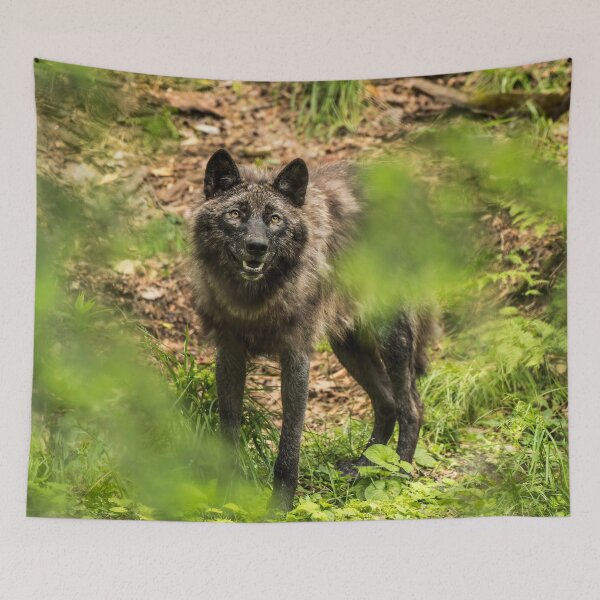 Item preview, Black Wolf In Forest designed and sold by WolvesOnly.