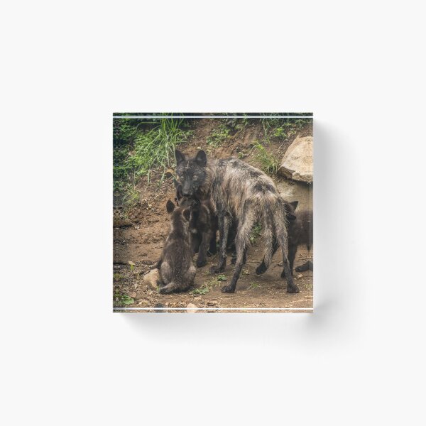 Item preview, Black Wolf With Pups designed and sold by WolvesOnly.
