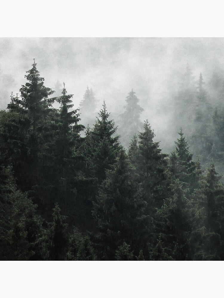 Thumbnail 3 of 3, Photographic Print, Waiting For // Misty Foggy Fairytale Forest With Cascadia Trees Covered In Magic Fog designed and sold by tekay.