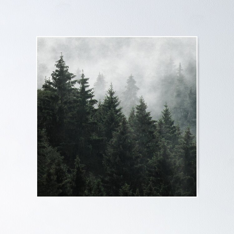 Waiting For // Misty Foggy Fairytale Forest With Cascadia Trees Covered In Magic Fog Sticker