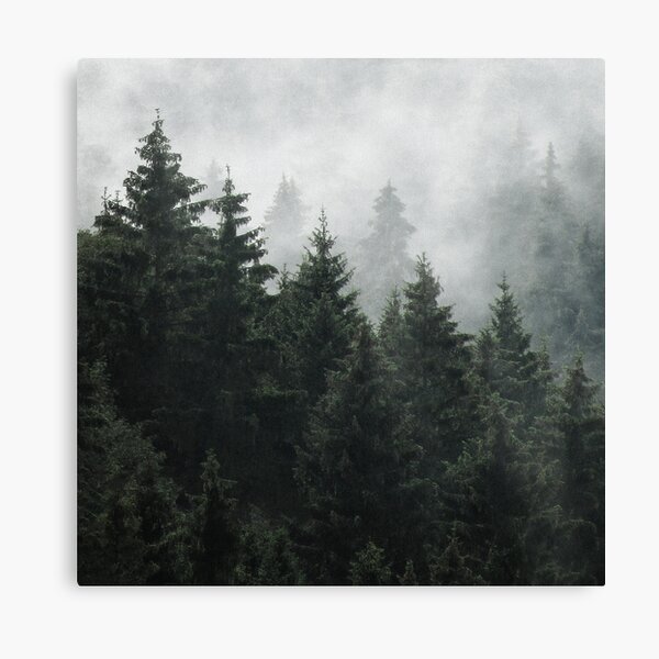 Waiting For // Misty Foggy Fairytale Forest With Cascadia Trees Covered In Magic Fog Canvas Print