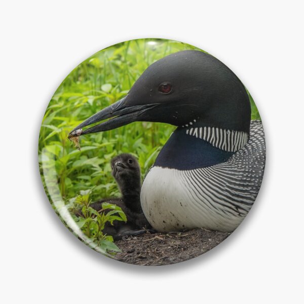 Item preview, Nesting Loons 6 designed and sold by Loon-Images.