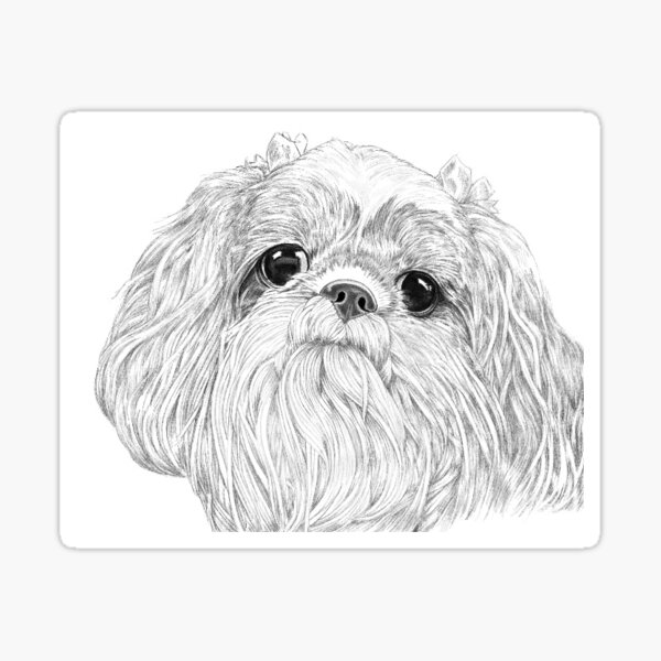 Puppy Eyes – Shih Tzu Sticker