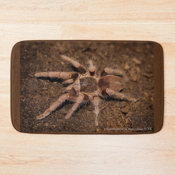 Item preview, Acathoscurria musculosa designed and sold by Spidergirl.