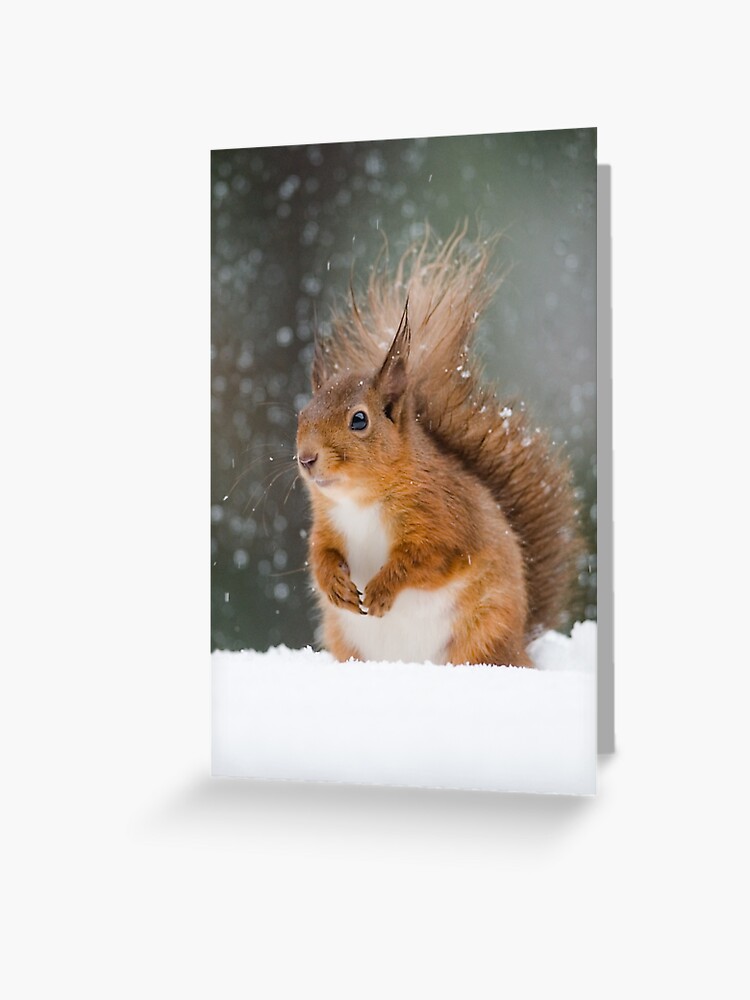 Carte De Vœux Ecureuil Roux Mignon Par Nigeltinlin Redbubble